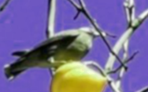 ����һֻС���из���