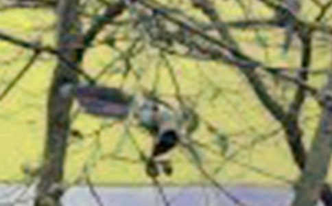 可爱的小鸟作文300字3篇【实用】