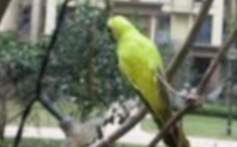 ��������һֻС��С��������1000��