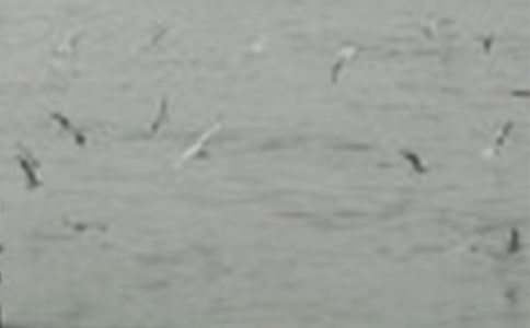 һֻС��Ŀ���С��������800��