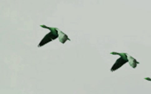 ����ѡ��С������300��3ƪ