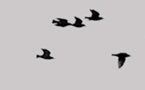 �������ֳ���:����С��ģ�����Ư��