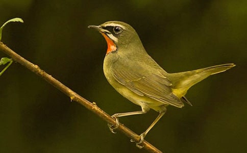 ʵ�õ�С������300��4ƪ