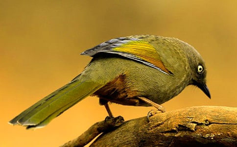 ��ѡ��С������300����ƪ