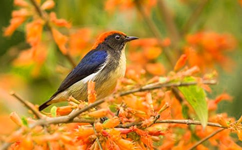 读《一只小鸟》有感9篇