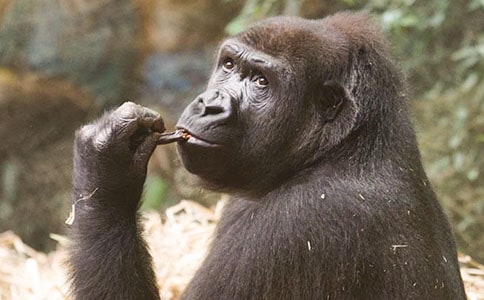 ���������ɵ�����