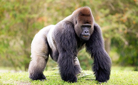 ħ�����ɣ��Բ���С��������1200������