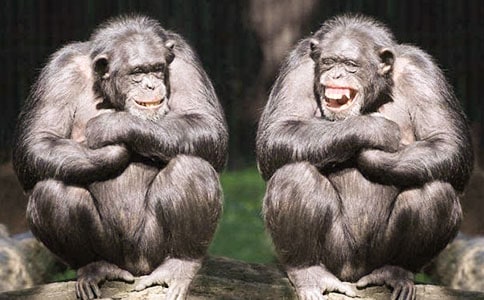 大猩猩用英文怎么说