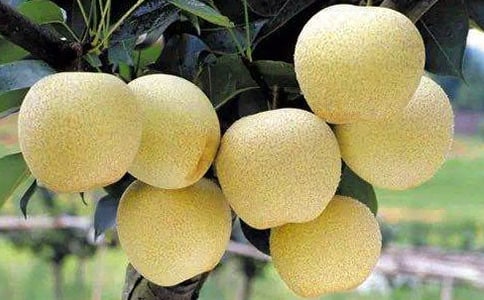 白萝卜雪梨汤的功效与作用