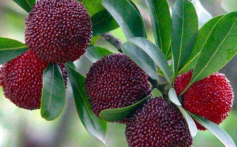 实用的杨梅作文300字