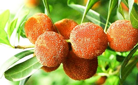 【精品】杨梅的作文300字3篇