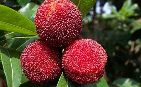 杨梅的作文300字