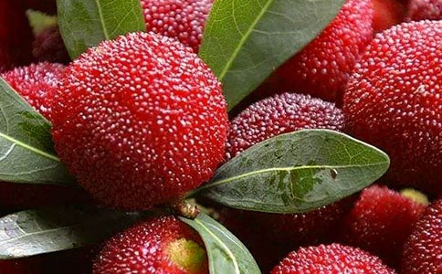 写杨梅的作文300字3篇