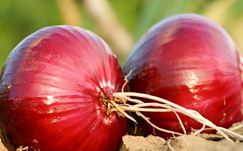 洋葱头历险记读后感集锦15篇