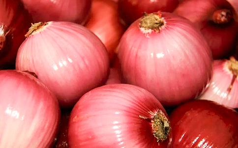 【通用】《洋葱头历险记》读后感