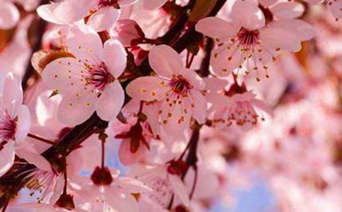 ��ѡ��ӣ������300��4ƪ