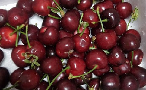 外公是棵樱桃树读后感