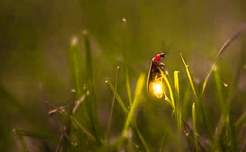 关于萤火虫的经典句子