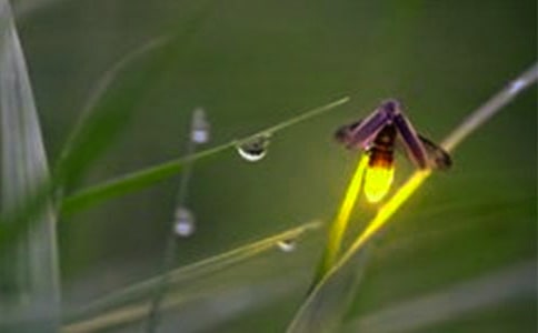 ��ө���С������