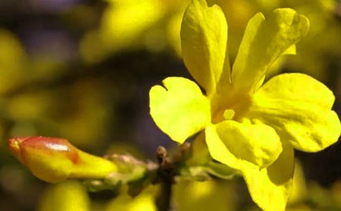 什么的迎春花填abb的形容词