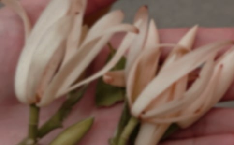 玉兰花开的说说(精选140句)