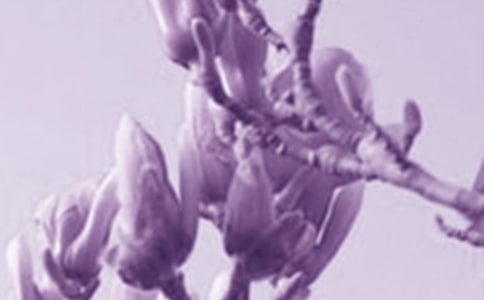 关于赞美玉兰花的诗句