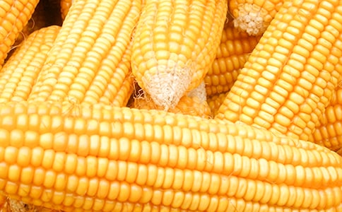 形容玉米的句子19句