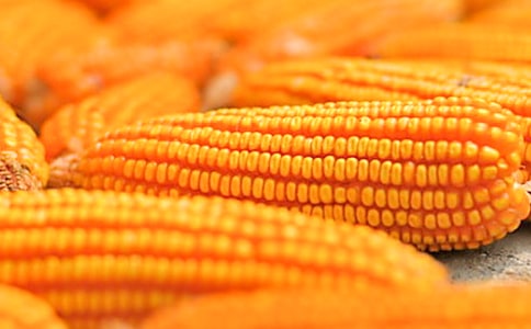 形容玉米的句子20条