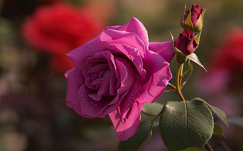 ���������¼�����300��