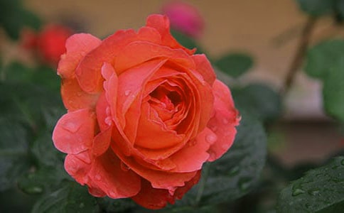 �¼�����300��[�ϼ�3ƪ]