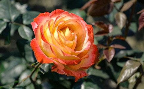 ��ѡ�����¼����ľ���37��