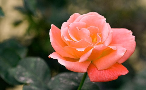 2023年精选形容月季花的句子摘录38句