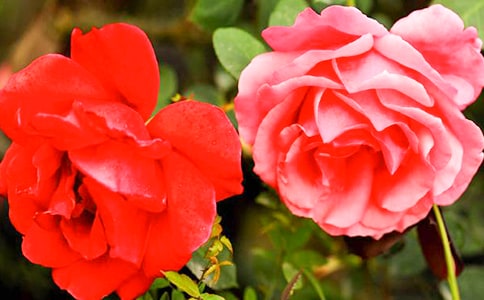 精选形容月季花的句子合集62句