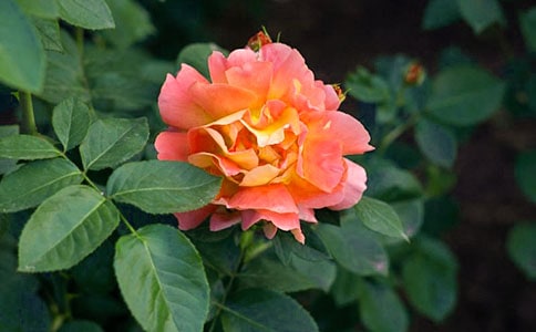 月季花的描写句子