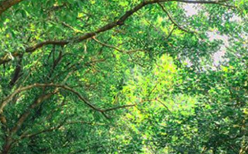 �������簲����15ƪ