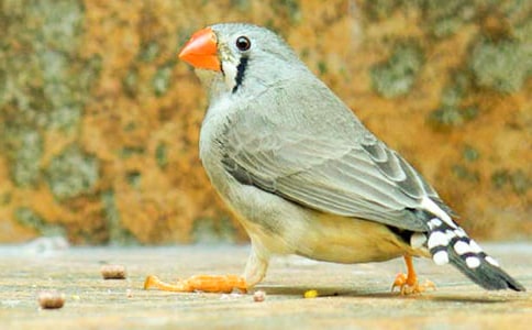 ������Ķ����