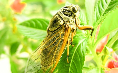 夏天知了的作文300字五篇