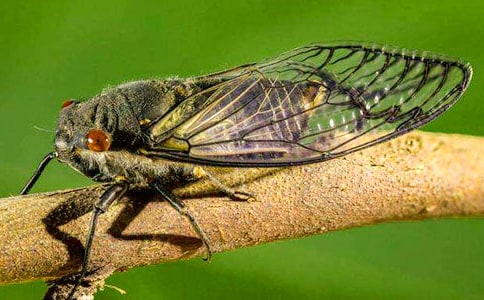 精选知了作文300字合集五篇