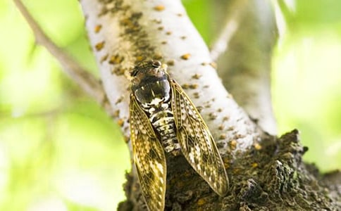 【精华】知了的作文300字三篇