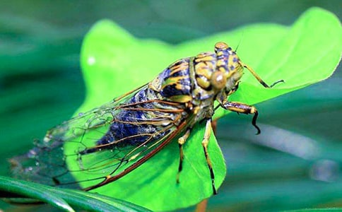 (必备)实用的知了作文300字