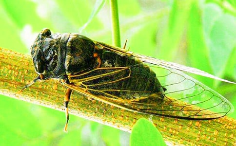 知了作文300字(优选)