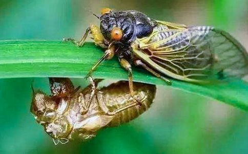 【必备】知了作文300字三篇