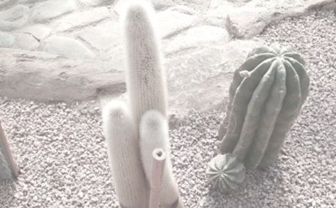 ����ֲ��԰���꼶����1000��