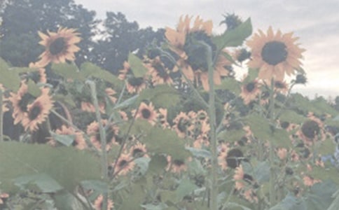 ֲ��԰�ۺ��(15ƪ)