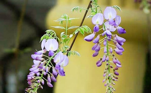 ���ٻ�����300�֡�����