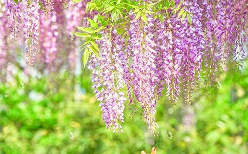 紫藤花的作文300字四篇