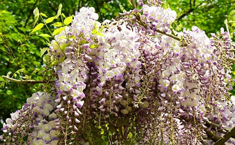 一年级日记100字我爱紫藤花