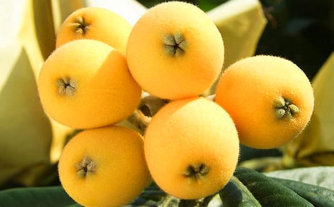 实用的枇杷的作文300字锦集9篇