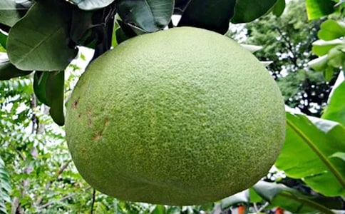 【精品】柚子的作文300字7篇