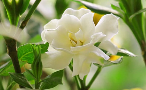 《女孩和栀子花》读后感